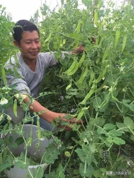 Dutch soybean plantations