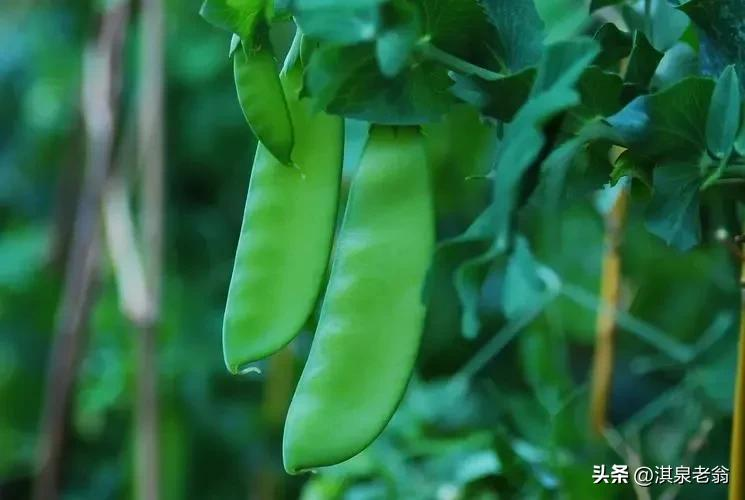 Dutch soybean plantations