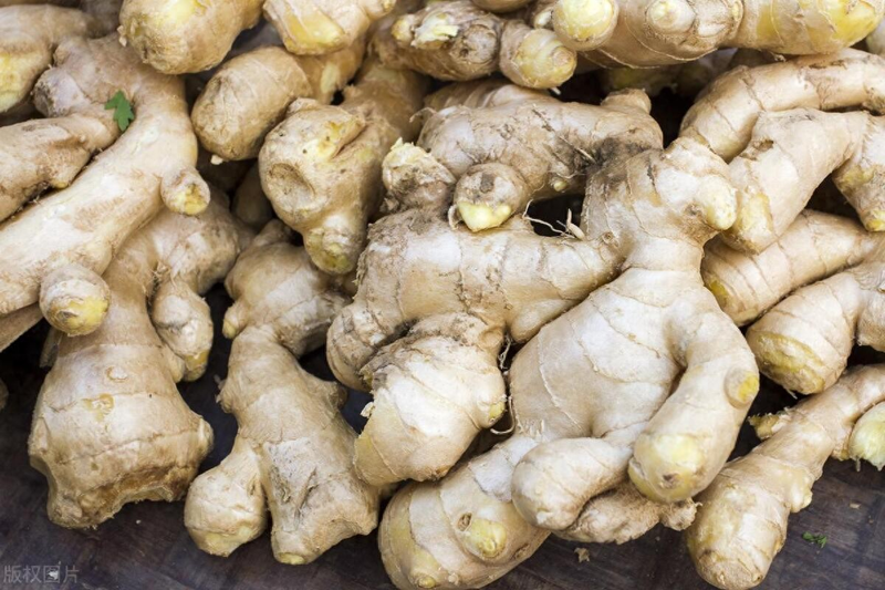 大棚姜种植技术