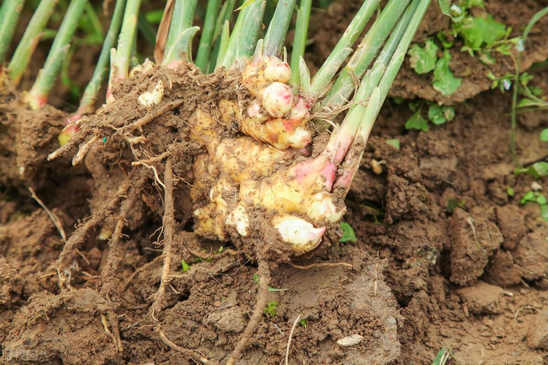 大棚姜种植技术