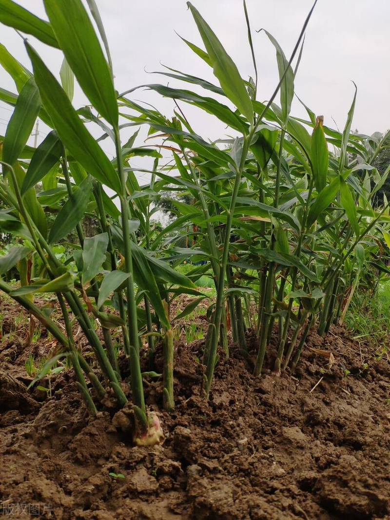 大棚姜种植技术