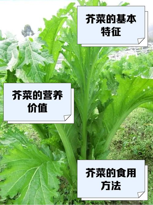 大叶芥菜种植技术