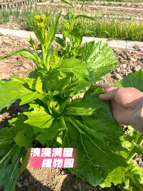 大叶芥菜种植技术