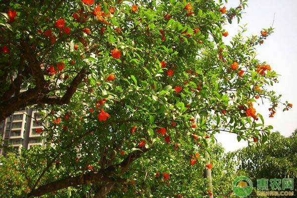 石榴树苗的种植方法