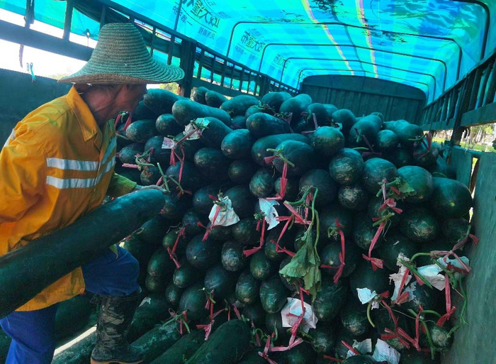 Technology for winter melon cultivation