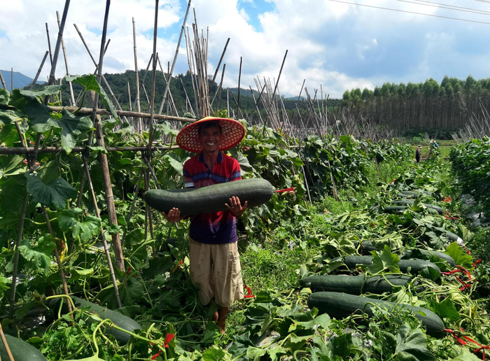 Technology for winter melon cultivation
