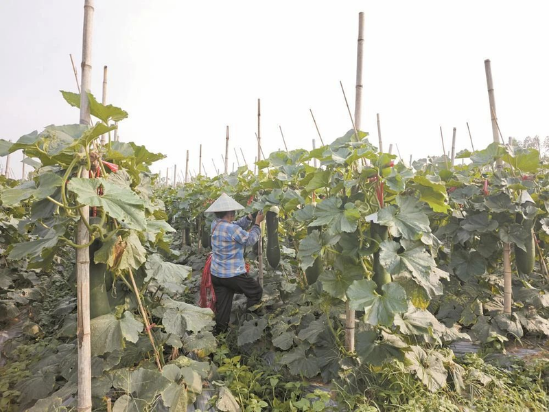 Technology for winter melon cultivation