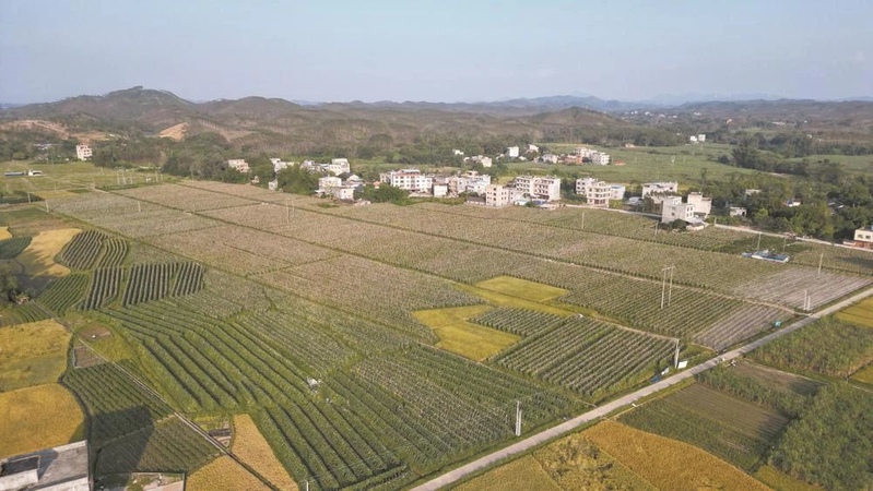 Technology for winter melon cultivation