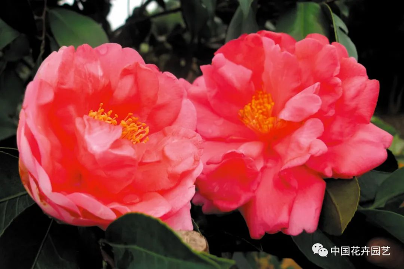 Time and method of marriage of tea flowers