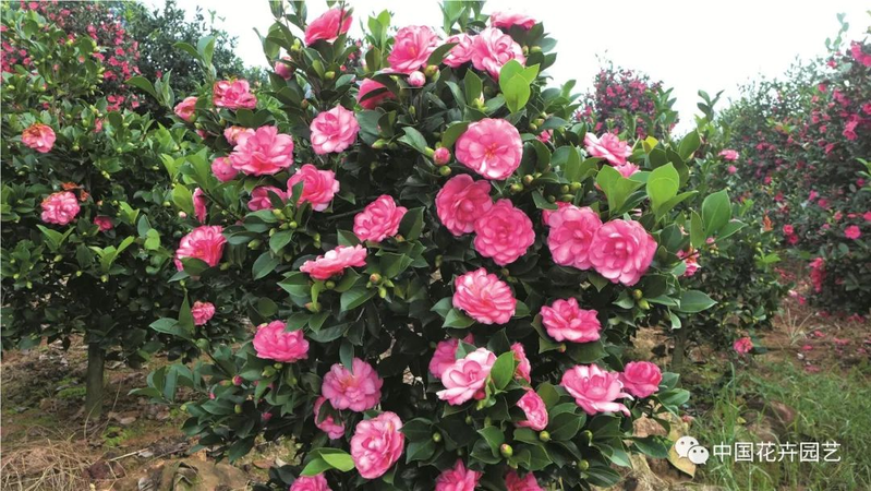 Time and method of marriage of tea flowers