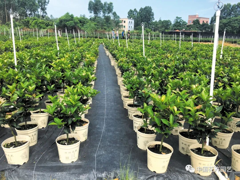 Time and method of marriage of tea flowers