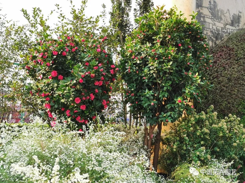 Time and method of marriage of tea flowers
