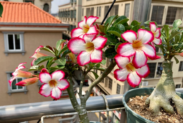 How to grow climbing plants