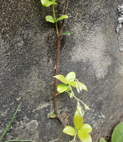 How to grow climbing plants