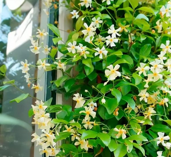 How to grow climbing plants