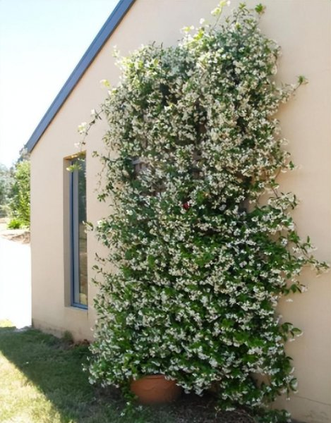 How to grow climbing plants