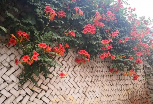 How to grow climbing plants