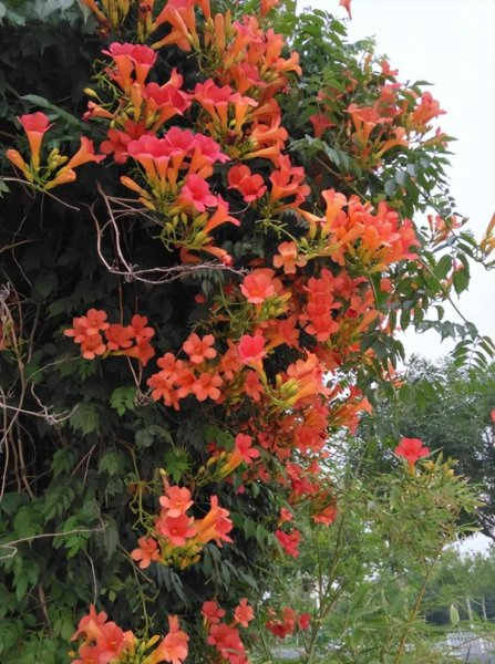 How to grow climbing plants