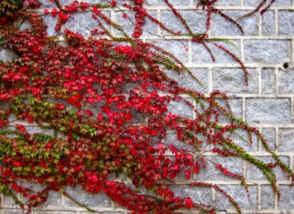 How to grow climbing plants