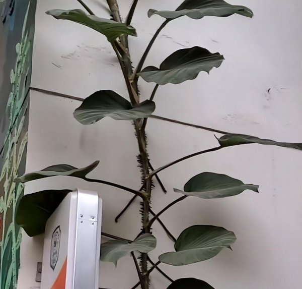 How to grow climbing plants