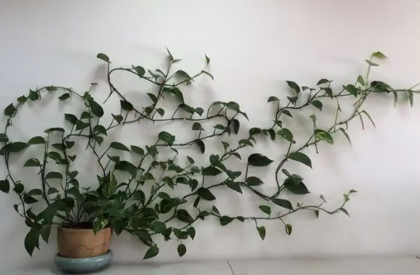 How to grow climbing plants