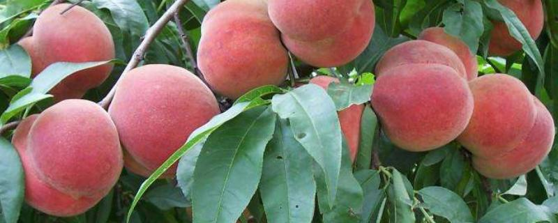 Technology for the cultivation of chinese peaches