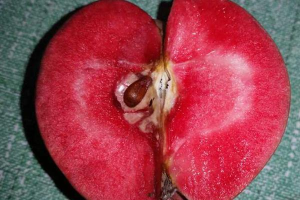 Technology for the cultivation of chinese peaches