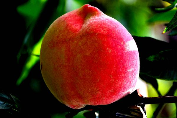 Technology for the cultivation of chinese peaches