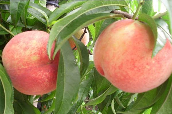 Technology for the cultivation of chinese peaches