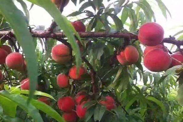 Technology for the cultivation of chinese peaches