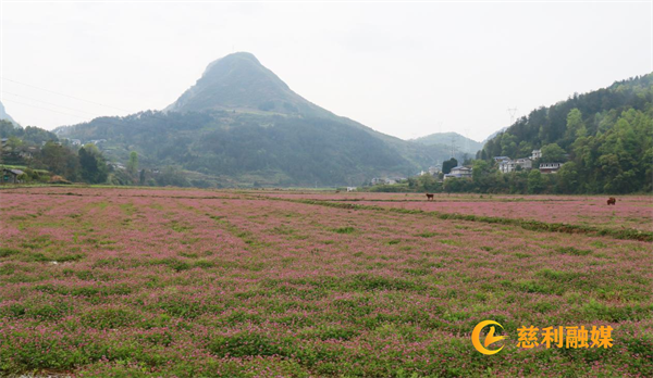 Technologies for the cultivation of red flowers