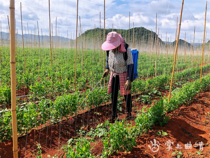 Dutch soybean plantations