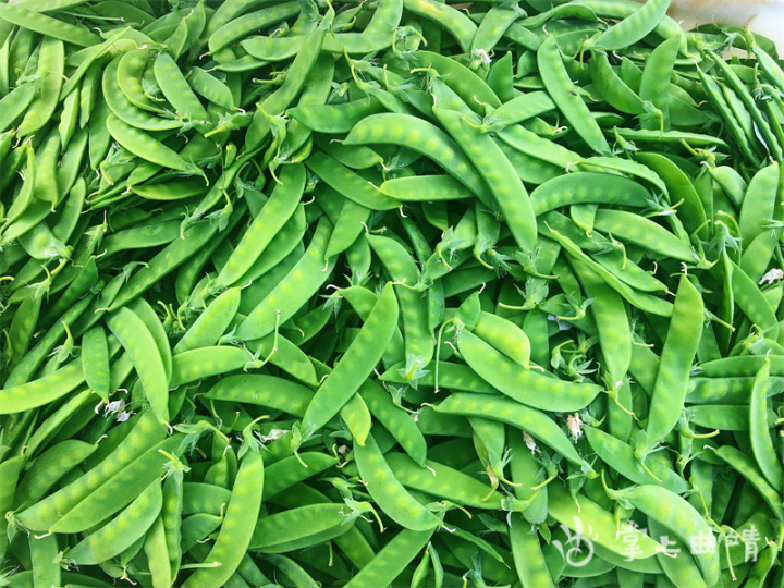 Dutch soybean plantations