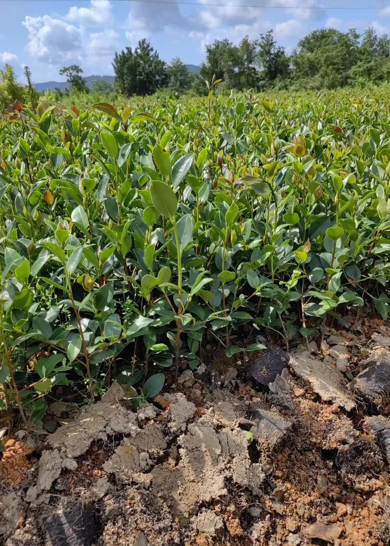 Technology for oil and tea seedlings