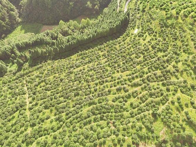 油茶苗种植技术