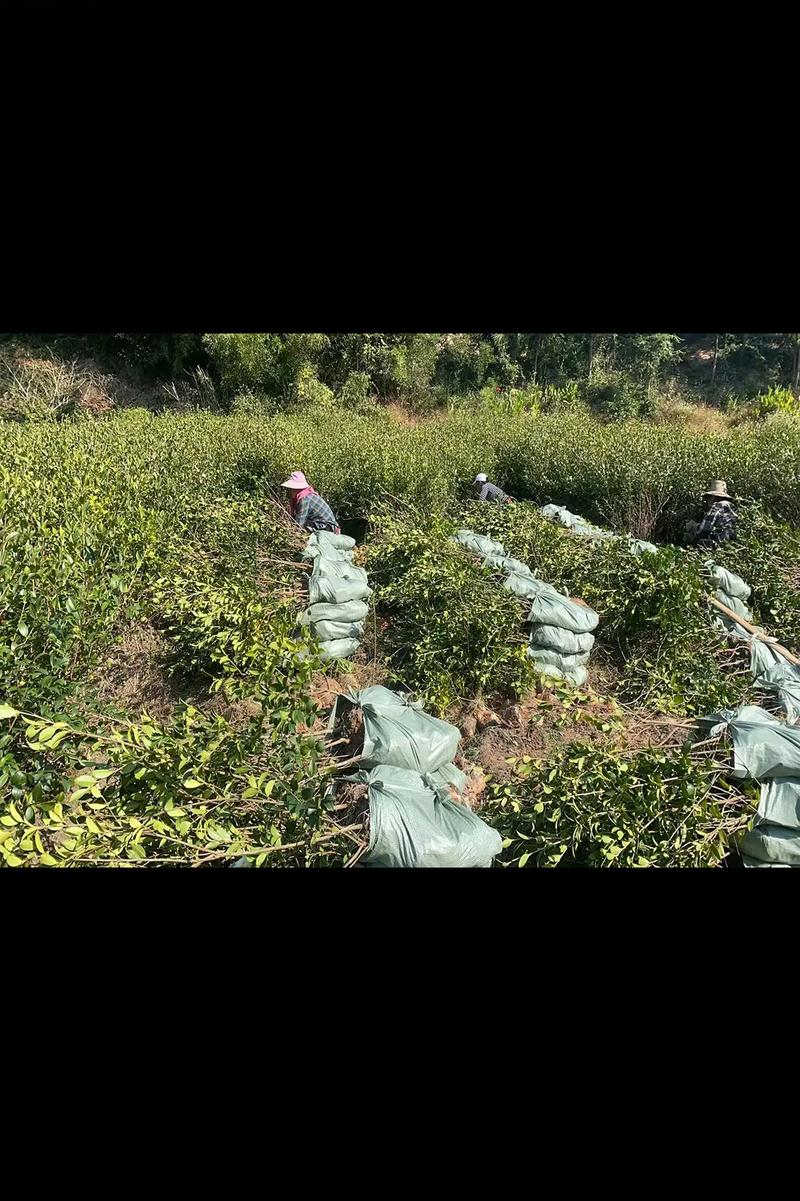 油茶苗种植技术