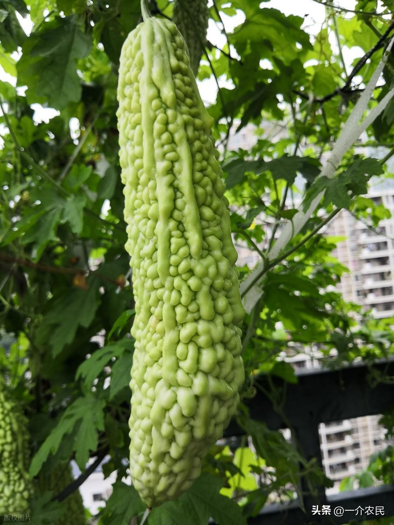 黄金瓜种植技术