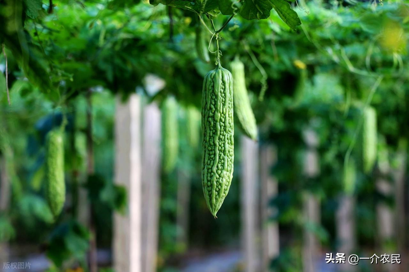 黄金瓜种植技术