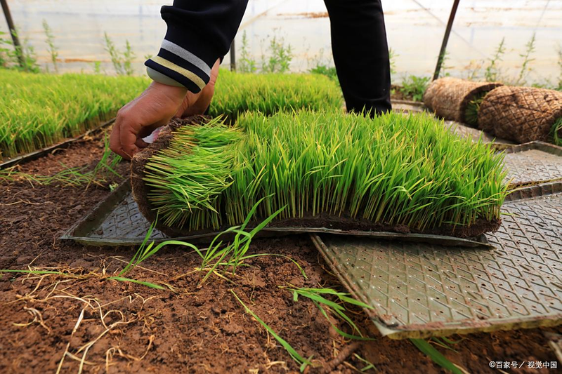 辽宁水稻种植技术