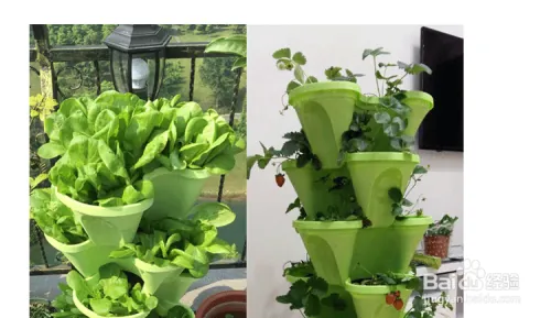 阳台大白菜种植技术