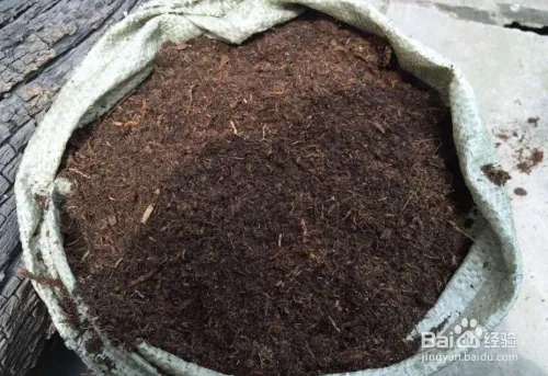 阳台大白菜种植技术