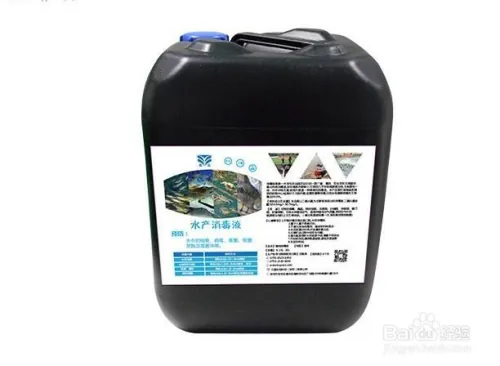 阳台大白菜种植技术