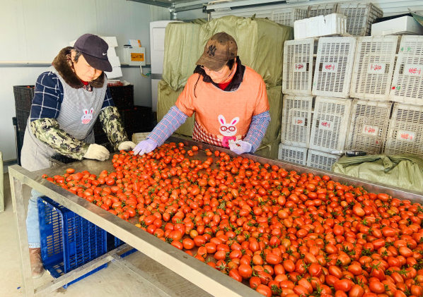 番茄大棚种植技术
