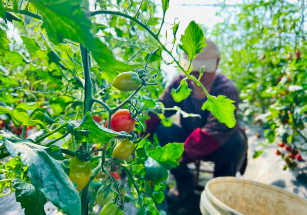 番茄大棚种植技术