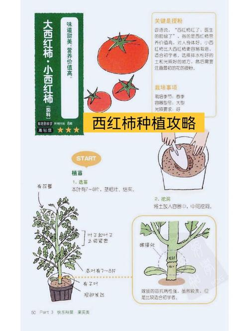 露地西红柿种植技术
