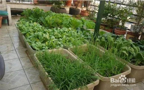 阳台大白菜种植技术