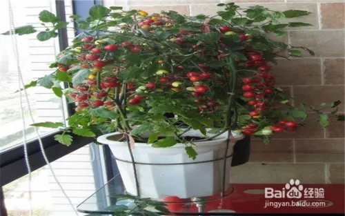 阳台大白菜种植技术