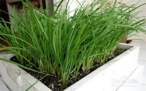 阳台大白菜种植技术