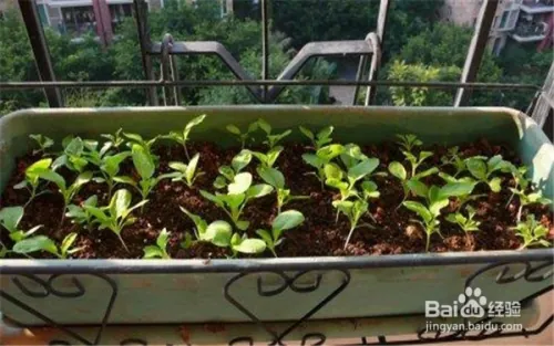 阳台大白菜种植技术