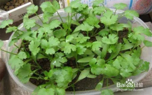 阳台大白菜种植技术